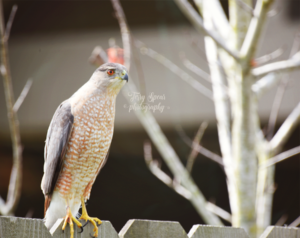 hawk sitting on fence waiting for birds 900 108 300x238 Coffee With Terry Spear