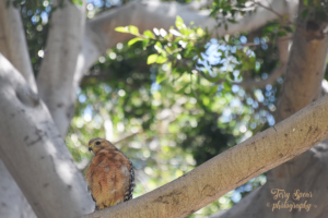 red hawk 900 San Diego 3654 300x200 Coffee With Terry Spear