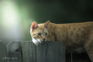 tabby cat watching birds on feeder 800 016 300x200 Coffee With Terry Spear